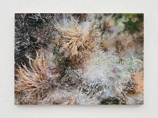 Nerhol Cirsium, vulgare